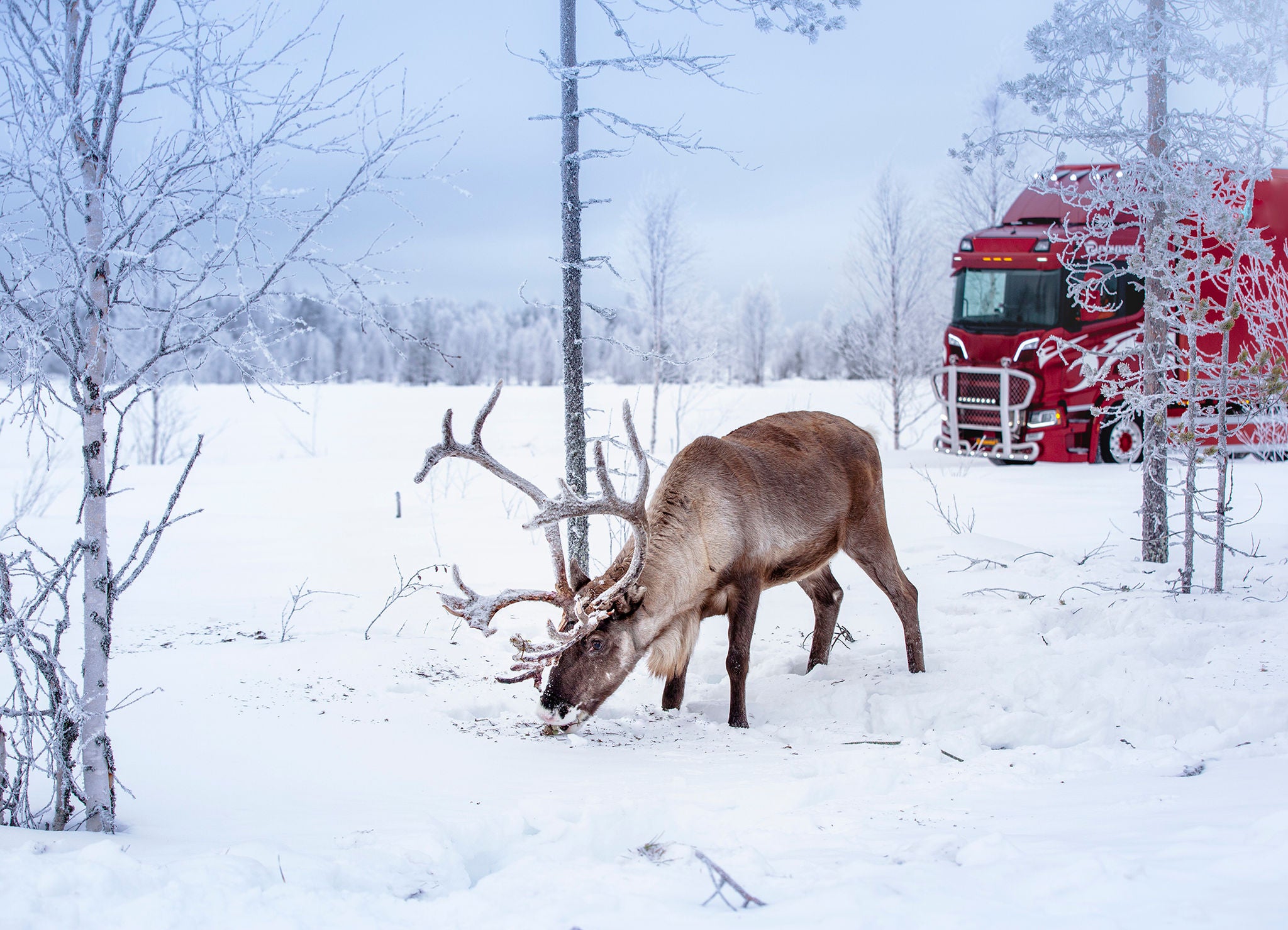 Plötzlicher Wildwechsel: Die Winterreifen Conti Scandinavia stoppen das Fahrzeug zuverlässig.